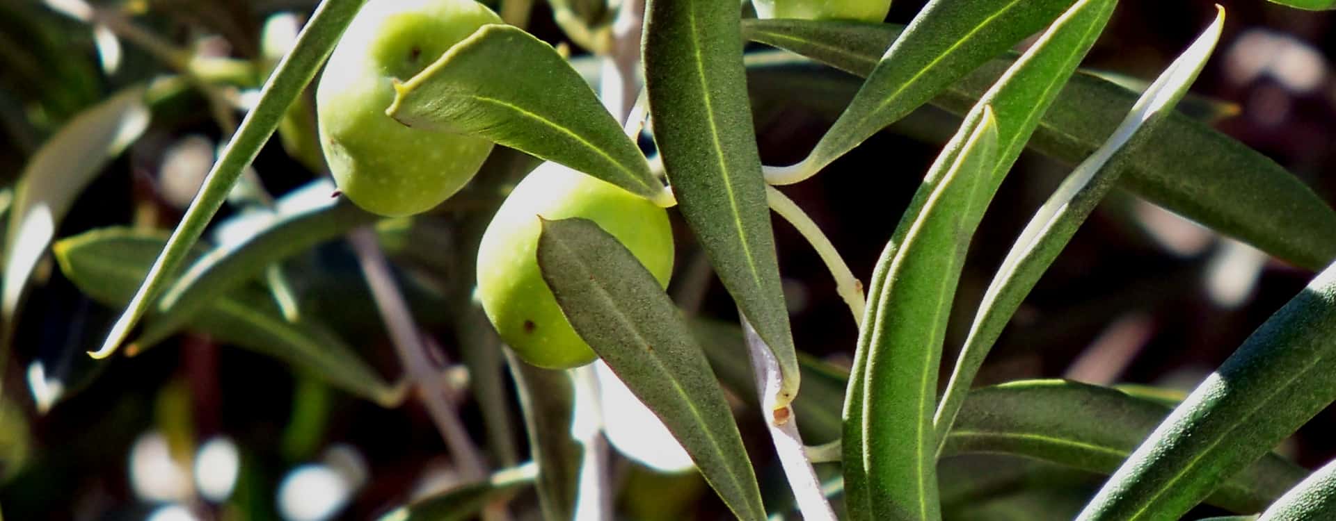 Researchers Uncover Neuroprotective Effect of Picholine Olive Oils