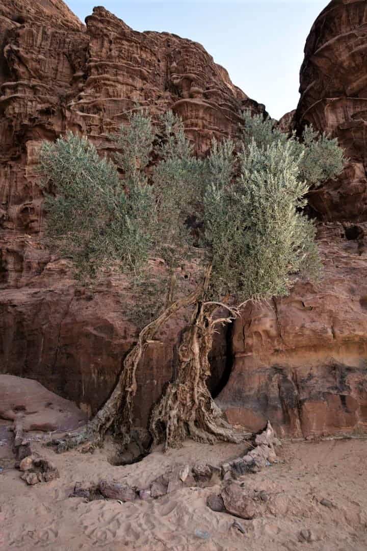 THE OLIVE OIL INDUSTRY IN JORDAN Olive Oil Portal