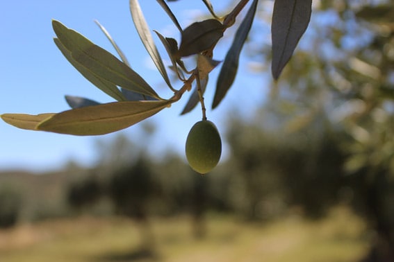 Empeltre olive variety in the fields of Mis Raíces, in the Bajo Aragón